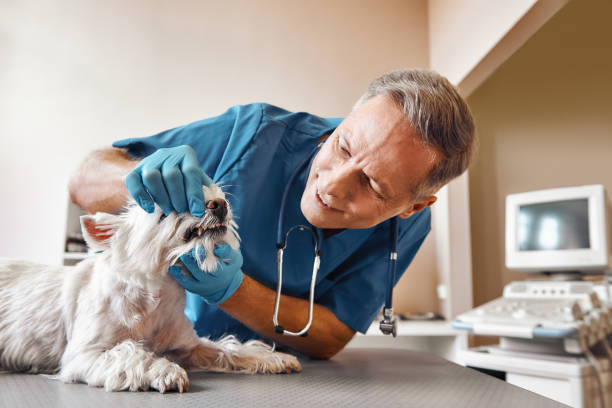 Best Emergency Root Canal Treatment in Brandon, SD